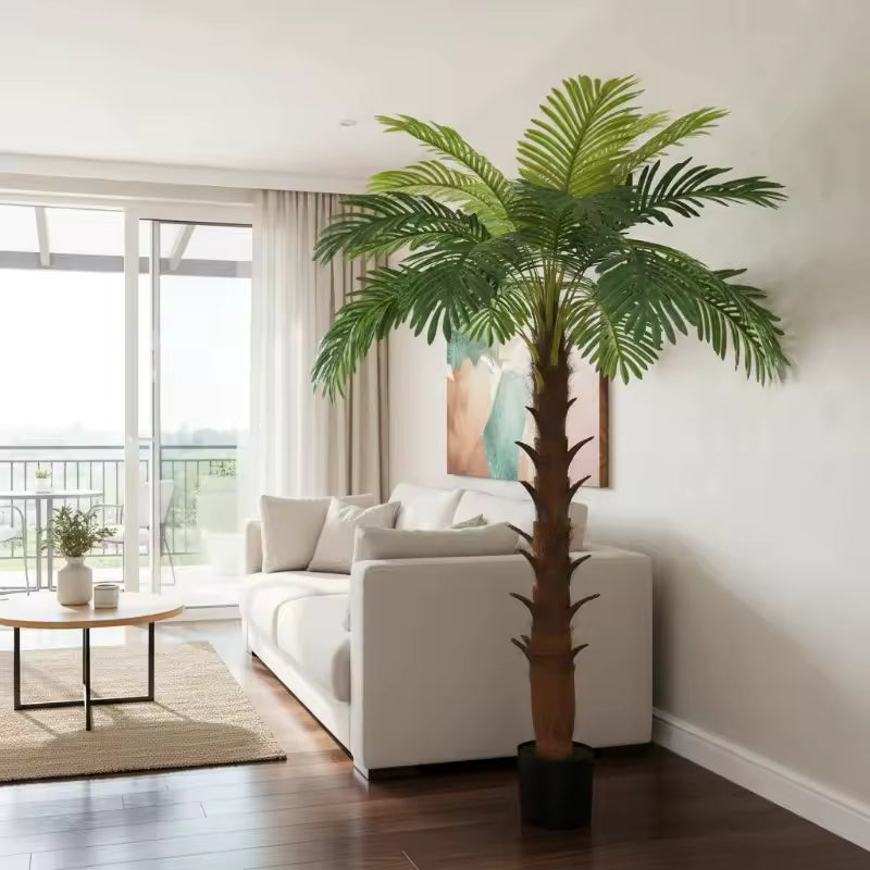 Cycas Image