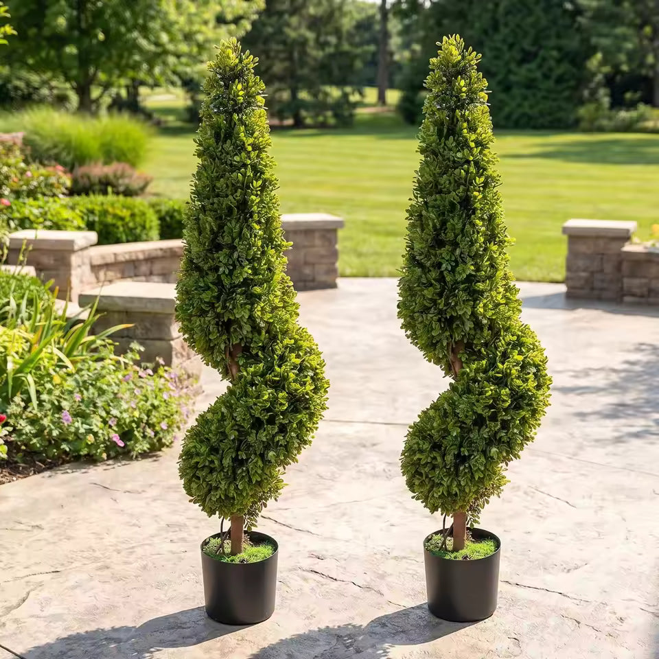 Paire d'arbres topiaires en buis spirale
